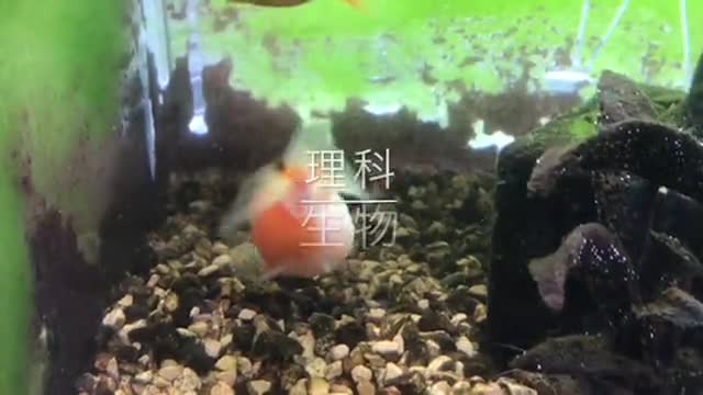 全年次【生物】顕微鏡での観察（真核生物）